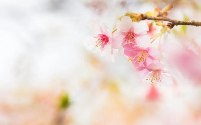 和闺蜜一起发朋友圈的精美句子，闺蜜朋友圈文案？